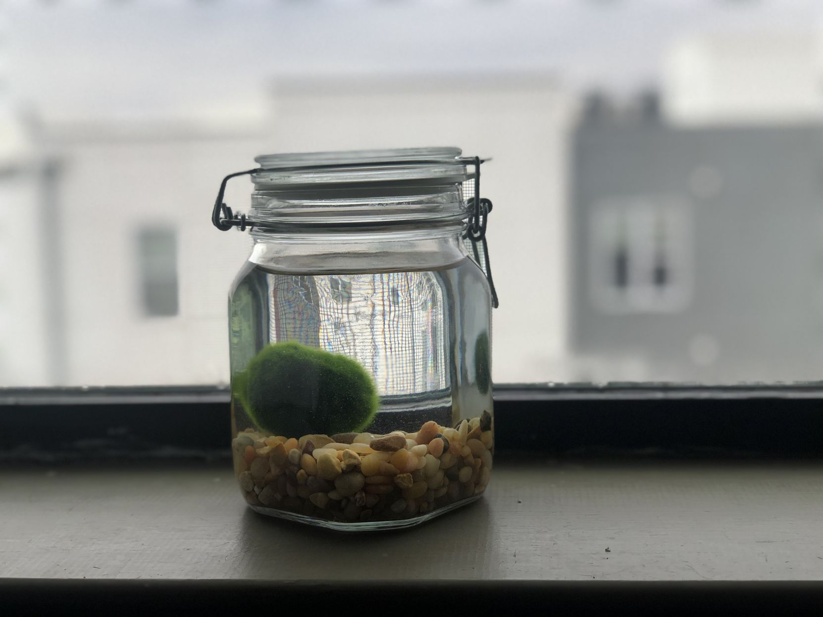 marimo moss ball